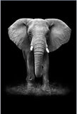 Canvas Painting Animal Wall Art Lion Elephant Hippo Zebra Poster And Modern Minimalist Photo Wall Living Room Bedroom Decoration