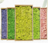 Artificial Green Plants Eternal Life Moss DIY Crafts Grass Garden Home Room Decor Mini Landscape Fake Grass 20/40/100g