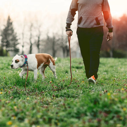 1.5M 3M 15M Medium small Long Dog Leash 10M Latex Silk Easy and Convenient Light Training Big Dog Leashes 5 meter