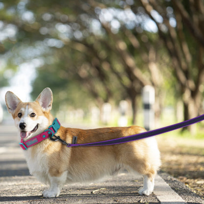 Correa para perros de látex, seda, mediana y pequeña, larga, de 1,5 m, 5 m, 3 m y 15 m, fácil y práctica para entrenamiento, correa para perros grande de dos colores, 10 metros.