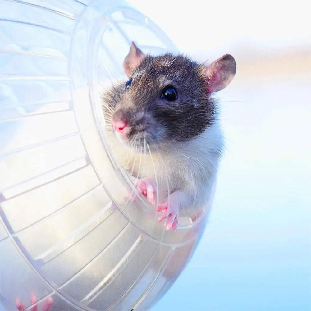 Transparent Acrylic Hamster Exercise Wheel Escape Proof Small Safe Portable Lightweight Multi Activity Pet Cage Design P5F9