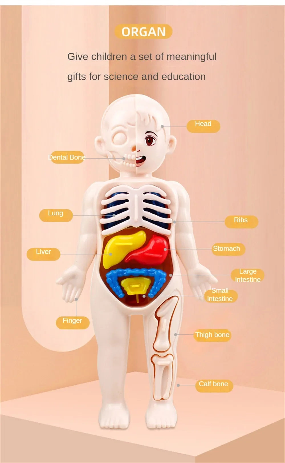 14-Piece Set Children's Science and Education Human Body Organ Model Assembled Early Education Toys