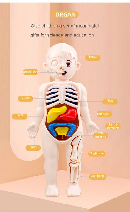 14-Piece Set Children's Science and Education Human Body Organ Model Assembled Early Education Toys