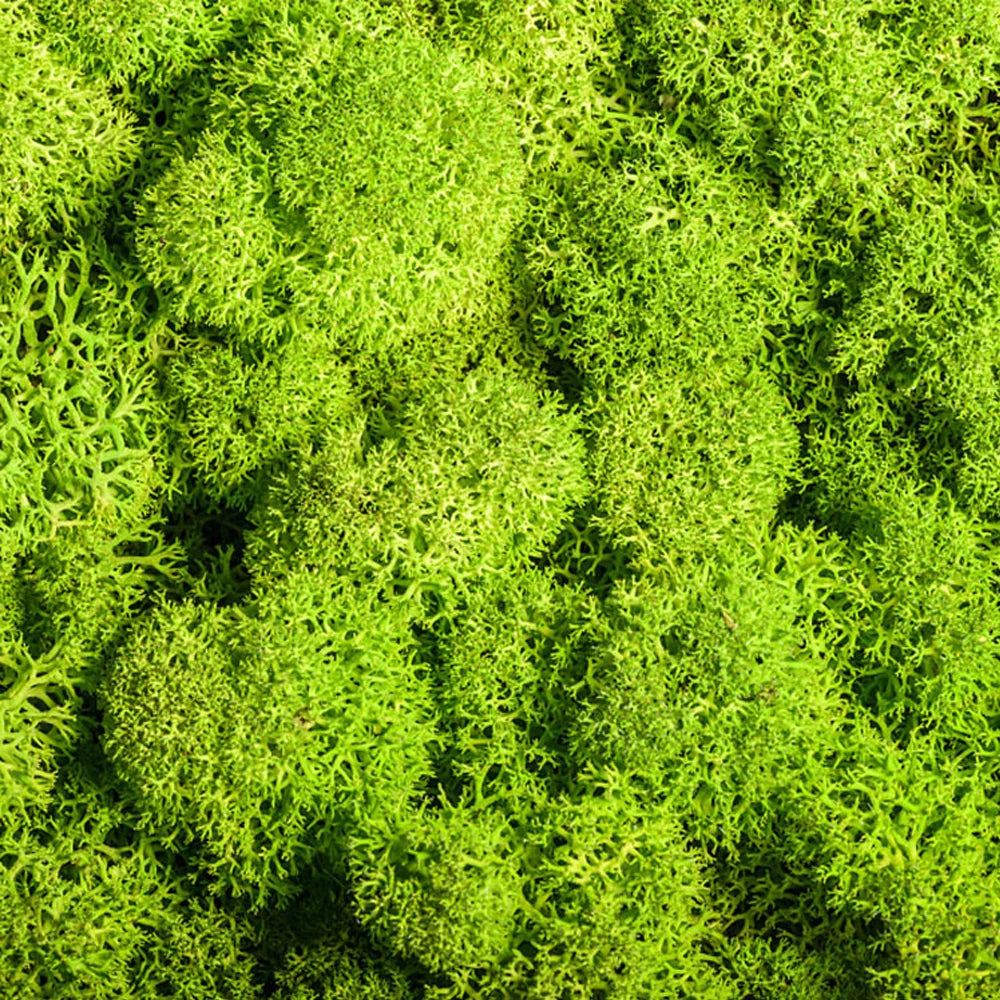 Artificial Green Plants Eternal Life Moss DIY Crafts Grass Garden Home Room Decor Mini Landscape Fake Grass 20/40/100g