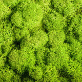 Artificial Green Plants Eternal Life Moss DIY Crafts Grass Garden Home Room Decor Mini Landscape Fake Grass 20/40/100g