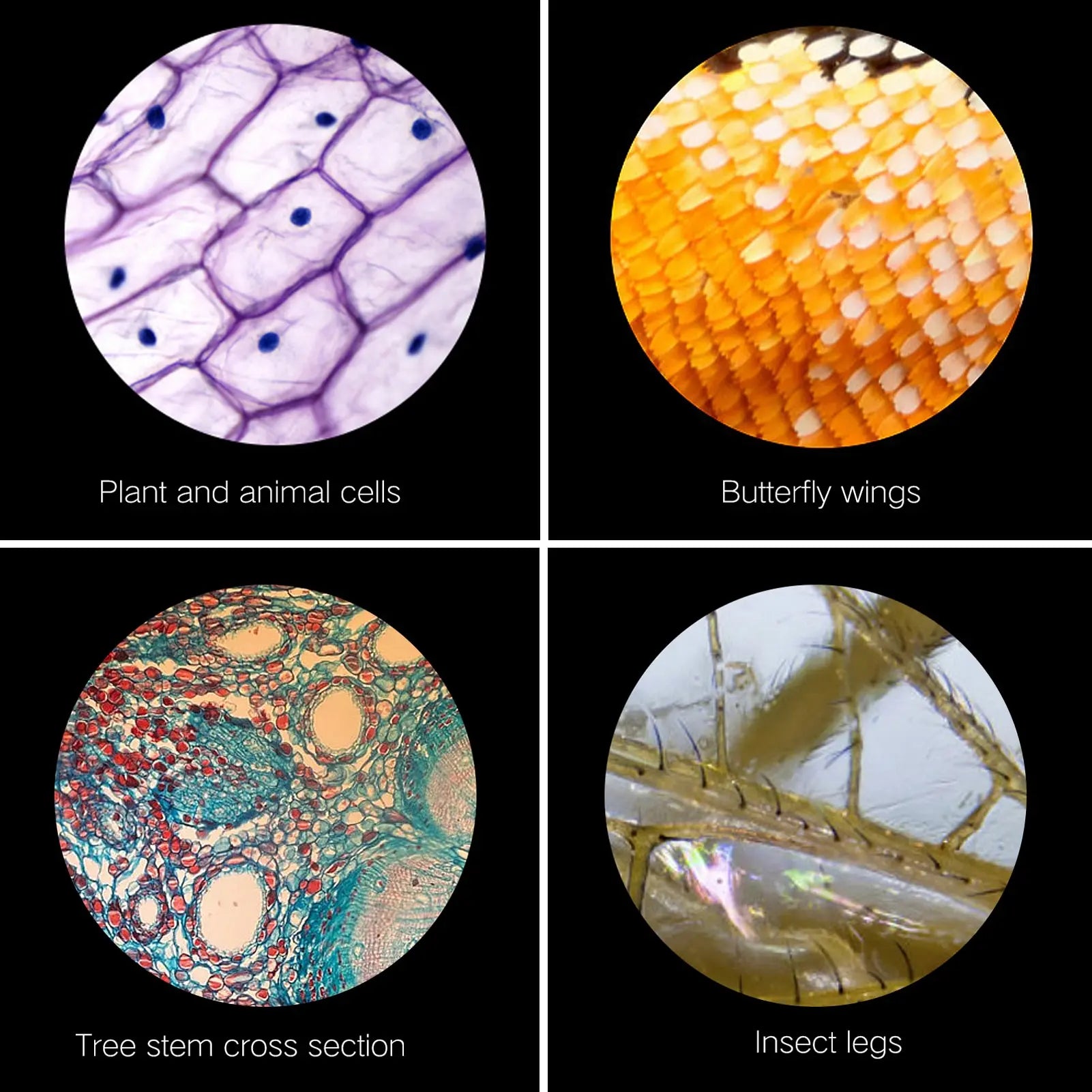 Microscopio óptico monocular 64X-2400X para niños de primaria, ciencias, biología experimental, microscopio digital