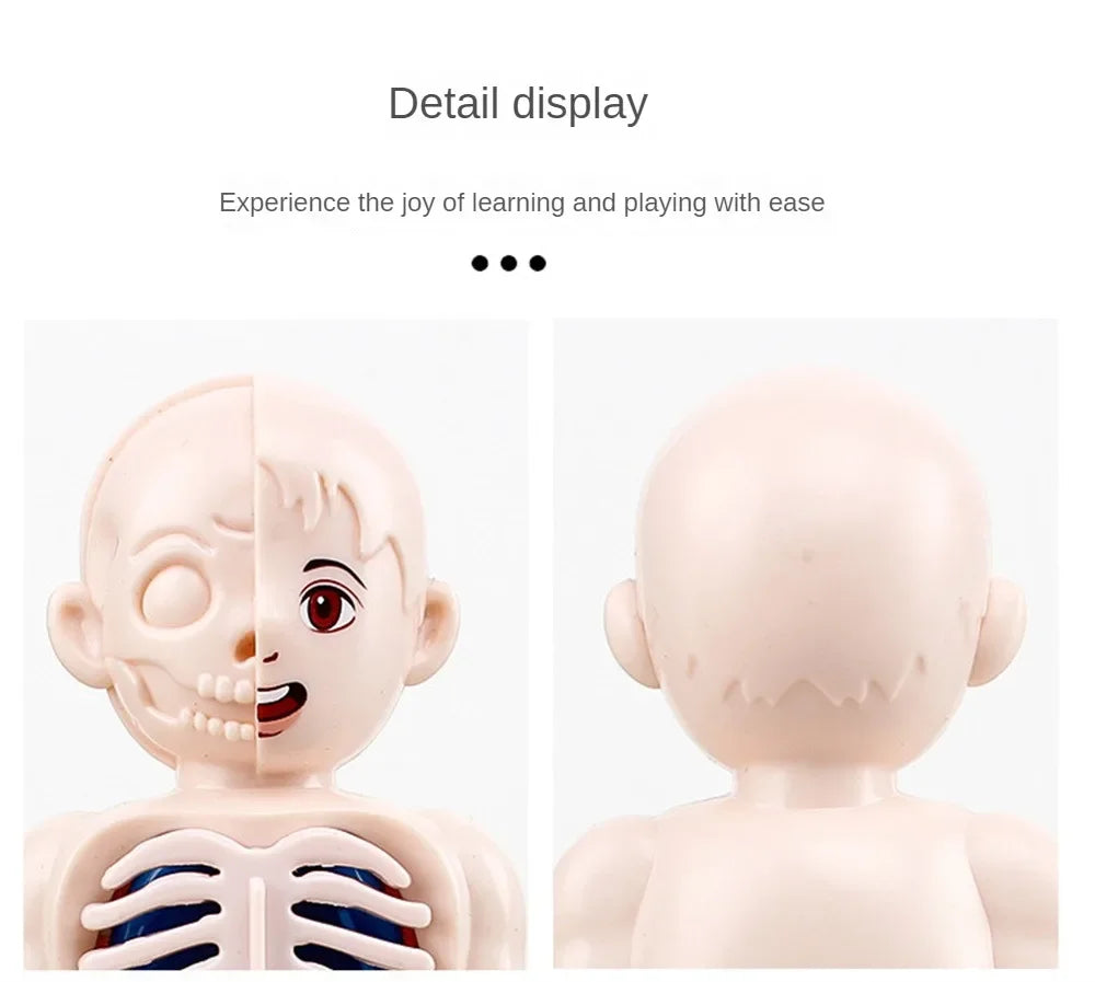 14-Piece Set Children's Science and Education Human Body Organ Model Assembled Early Education Toys