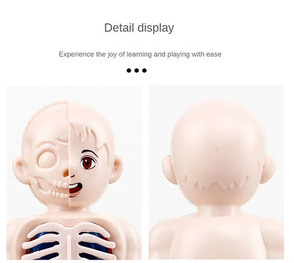 14-Piece Set Children's Science and Education Human Body Organ Model Assembled Early Education Toys