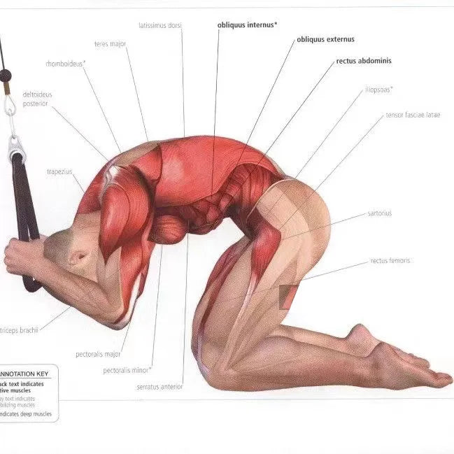 Cuerda para bajar tríceps, manijas de tracción facial, cuerda de empuje hacia abajo para bíceps, espalda, hombros, tríceps, cuerda de tensión para fitness, accesorio de gimnasio