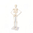 Modelo anatômico do esqueleto humano, ferramenta da instrução e do treinamento da espinha, 45cm