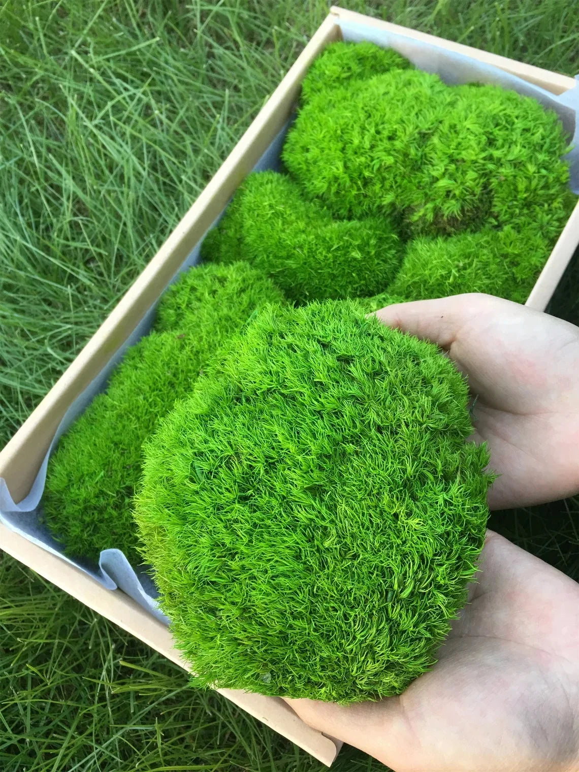 Artificial Green Plants Eternal Life Moss DIY Crafts Grass Garden Home Room Decor Mini Landscape Fake Grass 20/40/100g