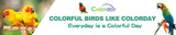 Black Bird Cage Shading Cover, Large Universal, Blackout, Breathable Parrot Cage, Good Night Covers