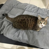 Oversized Plush Dog Cat Bed Sofa Crate Pad Ultra Soft Polyester Pet Mat for All Size Cats Dogs Adorable Rectangle Couch