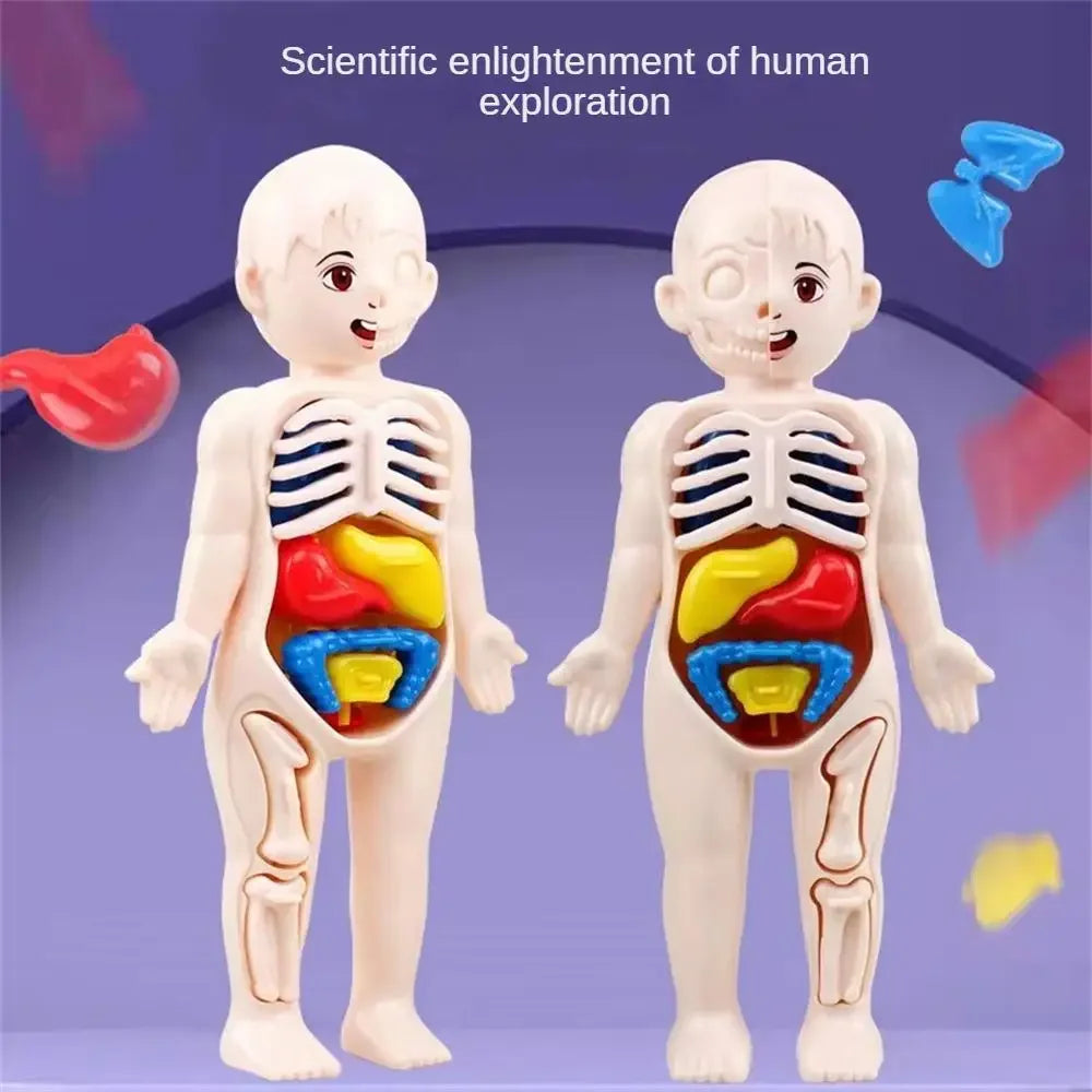 14-Piece Set Children's Science and Education Human Body Organ Model Assembled Early Education Toys