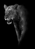 Canvas Painting Animal Wall Art Lion Elephant Hippo Zebra Poster And Modern Minimalist Photo Wall Living Room Bedroom Decoration