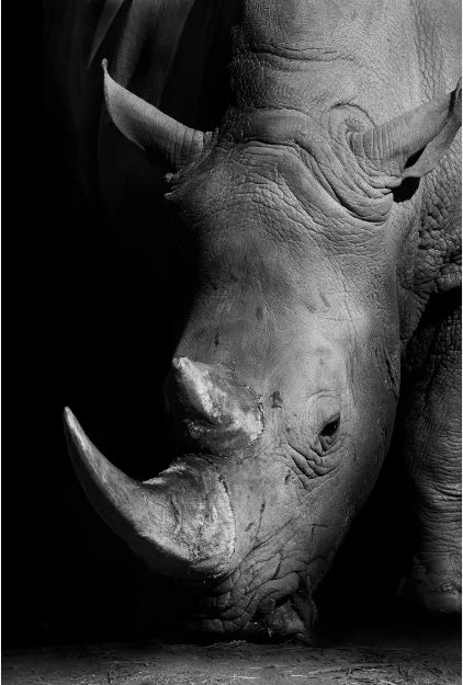 Canvas Painting Animal Wall Art Lion Elephant Hippo Zebra Poster And Modern Minimalist Photo Wall Living Room Bedroom Decoration