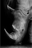 Canvas Painting Animal Wall Art Lion Elephant Hippo Zebra Poster And Modern Minimalist Photo Wall Living Room Bedroom Decoration