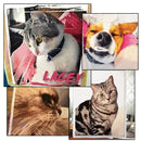 5D Diamond Painting Kits for Adults Full Round Diamond Art Butterfly is Very Suitable for Beginner and Gifts for Wall Home Decor