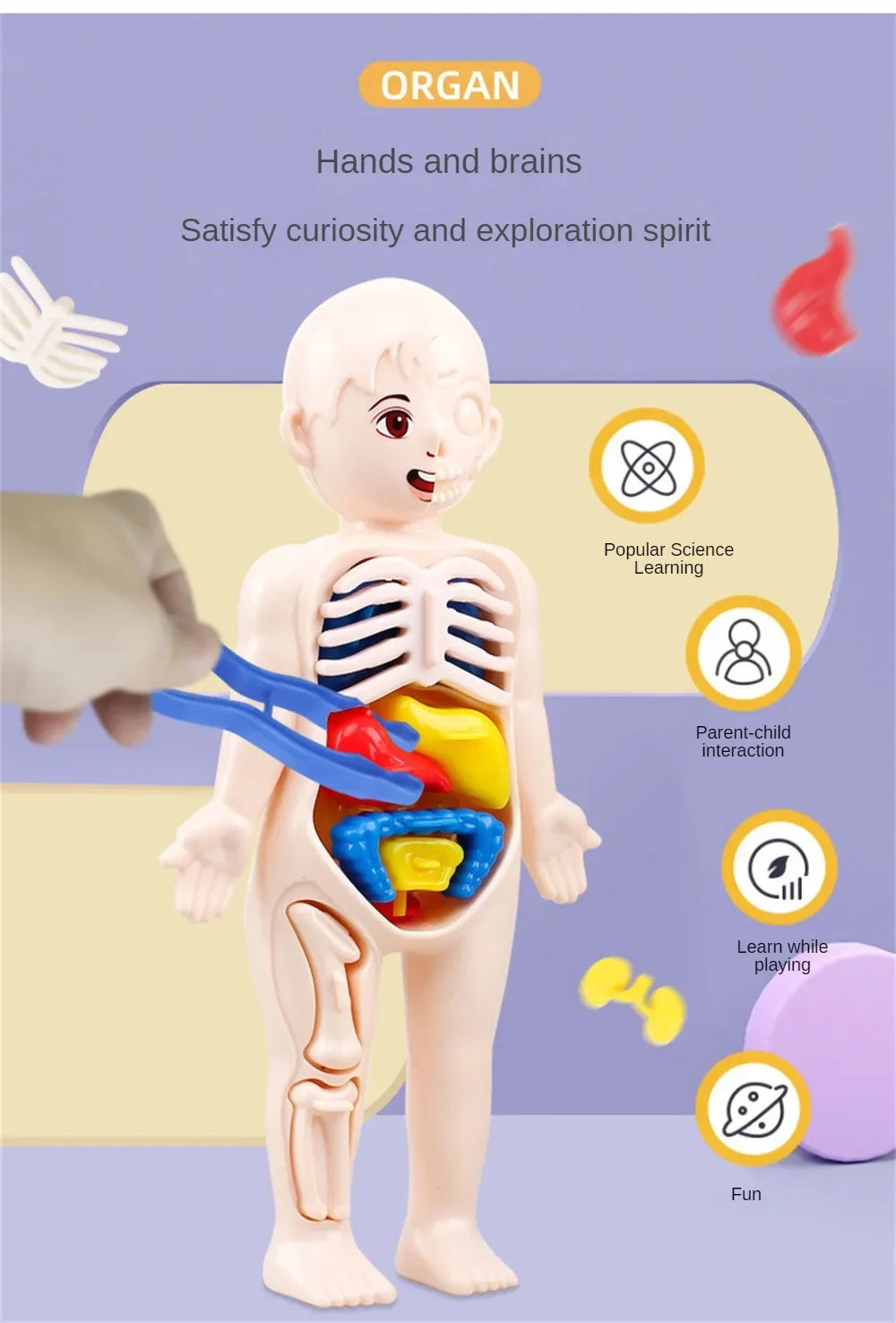 14-Piece Set Children's Science and Education Human Body Organ Model Assembled Early Education Toys