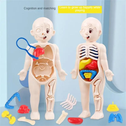 14-Piece Set Children's Science and Education Human Body Organ Model Assembled Early Education Toys