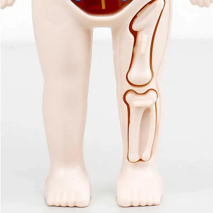 14-Piece Set Children's Science and Education Human Body Organ Model Assembled Early Education Toys