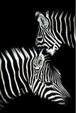 Canvas Painting Animal Wall Art Lion Elephant Hippo Zebra Poster And Modern Minimalist Photo Wall Living Room Bedroom Decoration