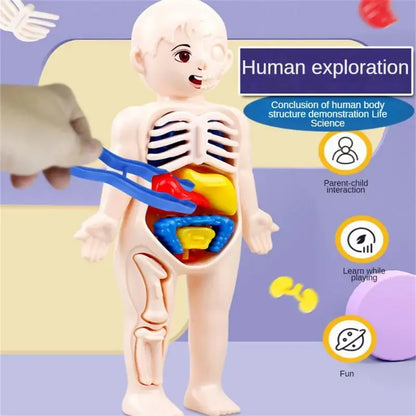 14-Piece Set Children's Science and Education Human Body Organ Model Assembled Early Education Toys