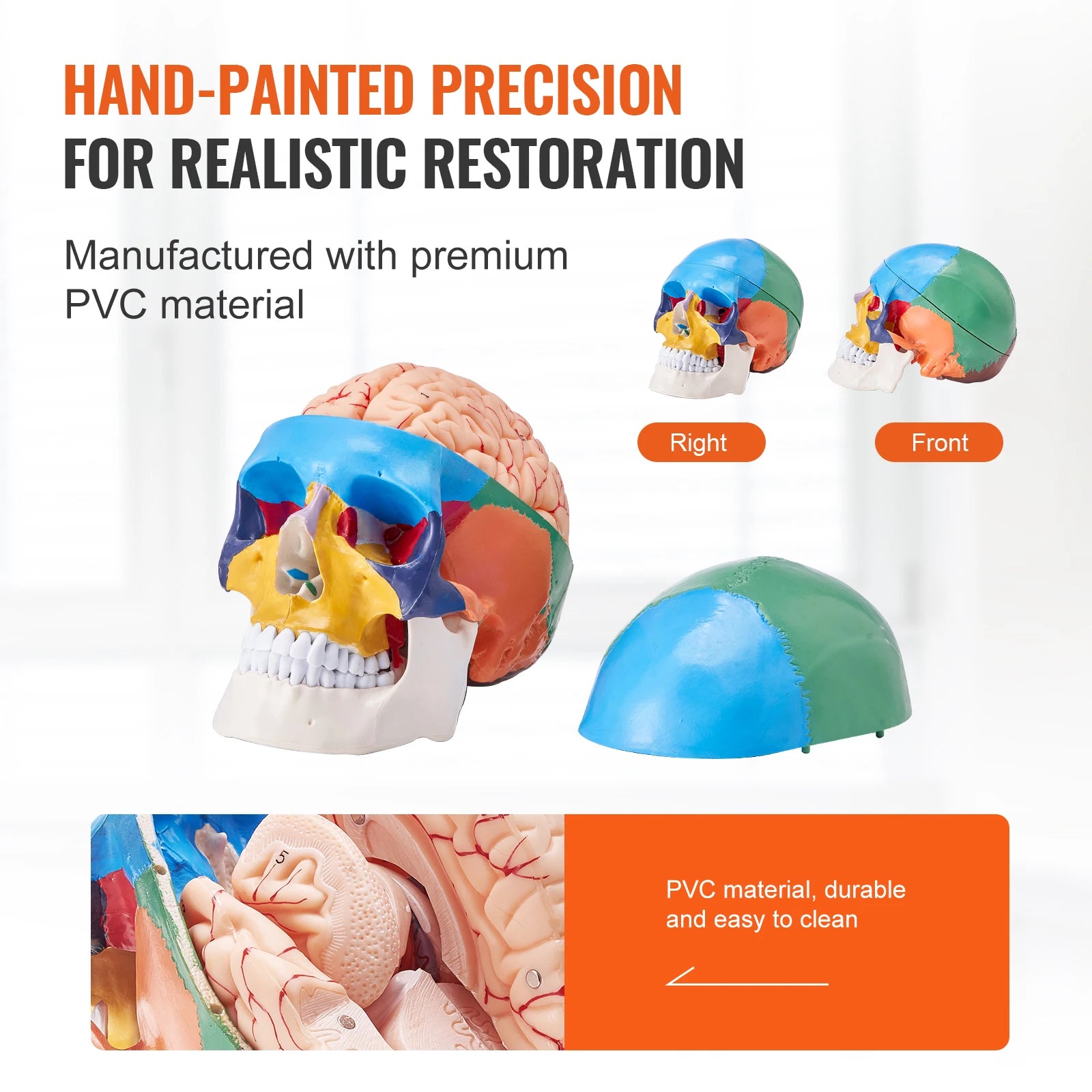 VEVOR-Life Size Painted Human Skull Model, PVC, Detachable, Anatomy, Professional Teaching, Learning, Apprenticeship 