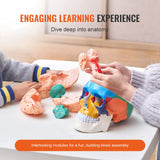 VEVOR-Life Size Painted Human Skull Model, PVC, Detachable, Anatomy, Professional Teaching, Learning, Apprenticeship 