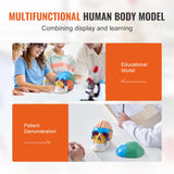 VEVOR-Life Size Painted Human Skull Model, PVC, Detachable, Anatomy, Professional Teaching, Learning, Apprenticeship 