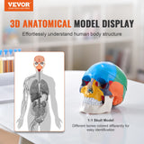VEVOR-Life Size Painted Human Skull Model, PVC, Detachable, Anatomy, Professional Teaching, Learning, Apprenticeship 