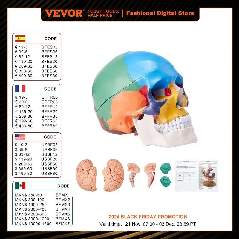 VEVOR-Modelo de Crânio Humano Pintado em Tamanho Real, PVC, Destacável, Anatomia, Ensino Profissional, Aprendizagem, Aprendizagem