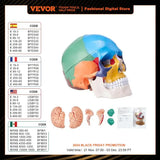 VEVOR-Life Size Painted Human Skull Model, PVC, Detachable, Anatomy, Professional Teaching, Learning, Apprenticeship 