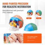 VEVOR-Life Size Painted Human Skull Model, PVC, Detachable, Anatomy, Professional Teaching, Learning, Apprenticeship 