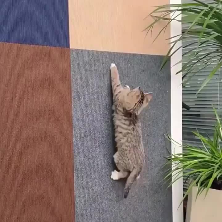 Playful, Durable Polyester Cat Scratching Mat, 1pc Wall-Mounted Sofa Protector, Multi-Functional Cat Climbing Pad with Ear-Scratching Feature