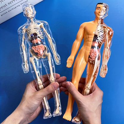 Human Anatomy Model Kit for Educational Purpose - 1 Set Clear Plastic Medical Teaching Skeleton with Detachable Organs, English Language Instruction, Anatomical Body Structure Learning Tool for Science Classroom Demonstration