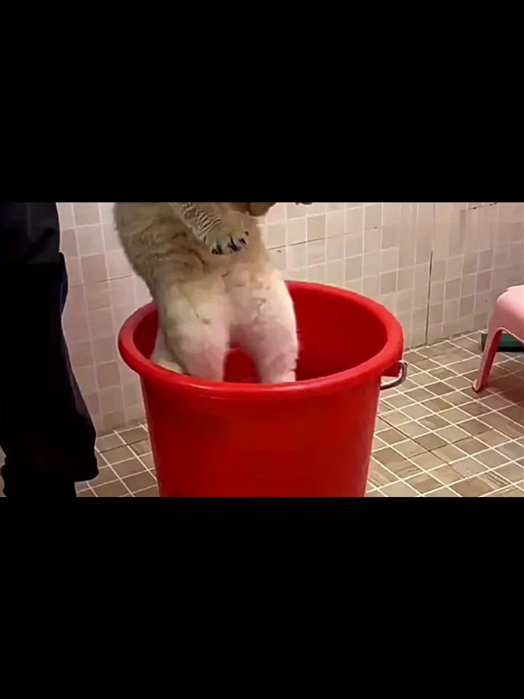Cepillo de vapor para gatos, herramienta eléctrica 3 en 1 para el cuidado de mascotas, cepillo de vapor portátil de silicona autolimpiante para gatos y perros, masaje reconfortante y depilación, cuidado del cabello, diseño de pata.