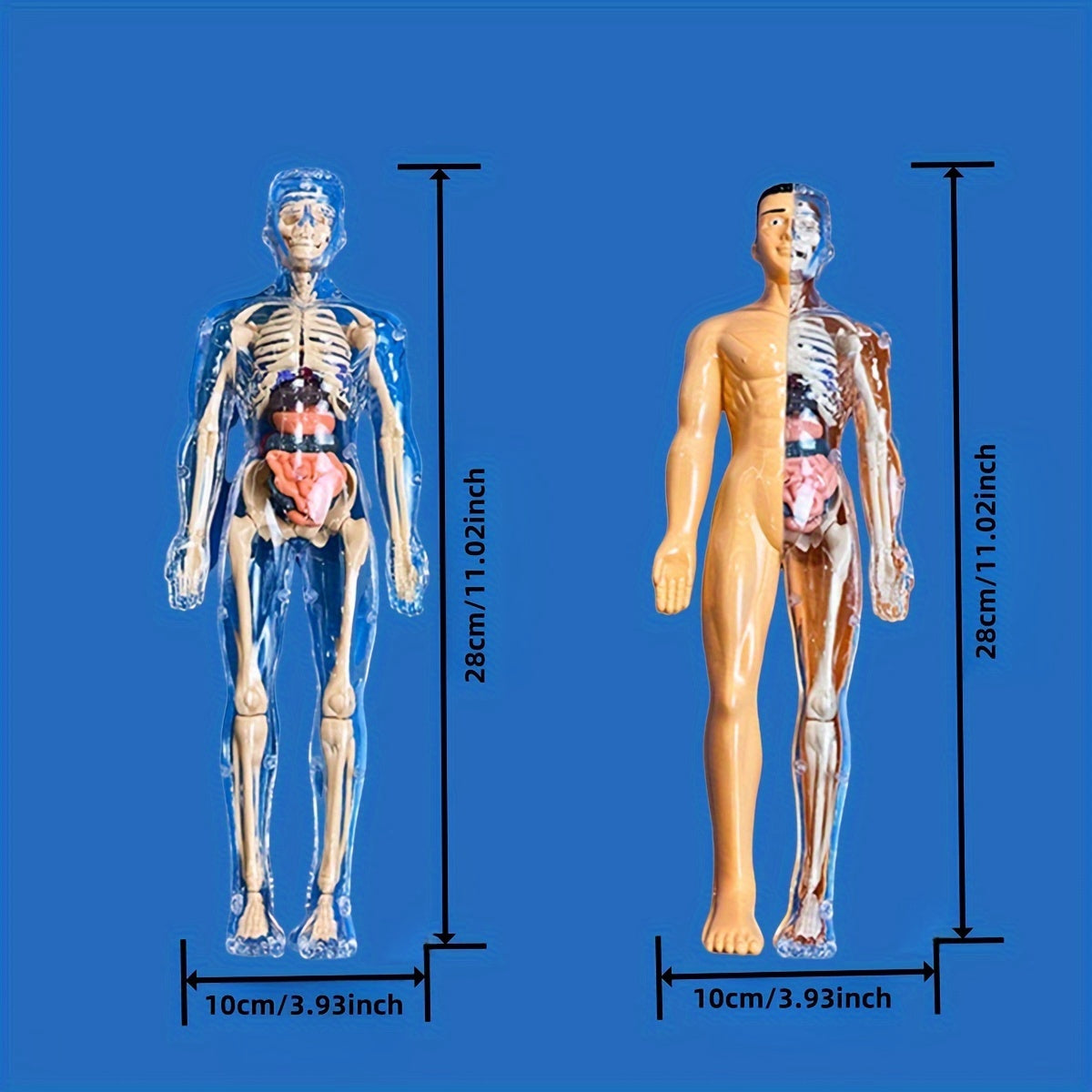 Human Anatomy Model Kit for Educational Purpose - 1 Set Clear Plastic Medical Teaching Skeleton with Detachable Organs, English Language Instruction, Anatomical Body Structure Learning Tool for Science Classroom Demonstration