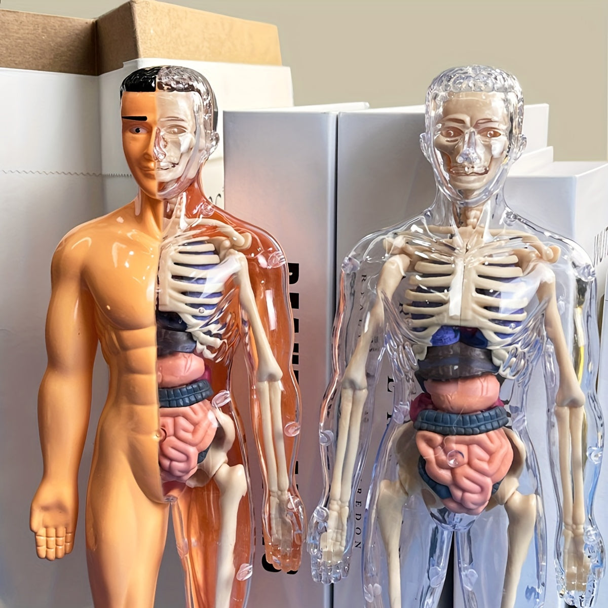 Human Anatomy Model Kit for Educational Purpose - 1 Set Clear Plastic Medical Teaching Skeleton with Detachable Organs, English Language Instruction, Anatomical Body Structure Learning Tool for Science Classroom Demonstration