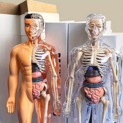 Human Anatomy Model Kit for Educational Purpose - 1 Set Clear Plastic Medical Teaching Skeleton with Detachable Organs, English Language Instruction, Anatomical Body Structure Learning Tool for Science Classroom Demonstration